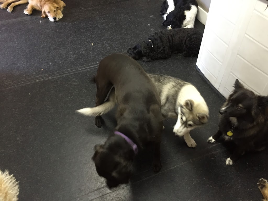 The Bark Park | 7343 Poplar Sideroad, Collingwood, ON L9Y 3Z1, Canada | Phone: (705) 888-4948