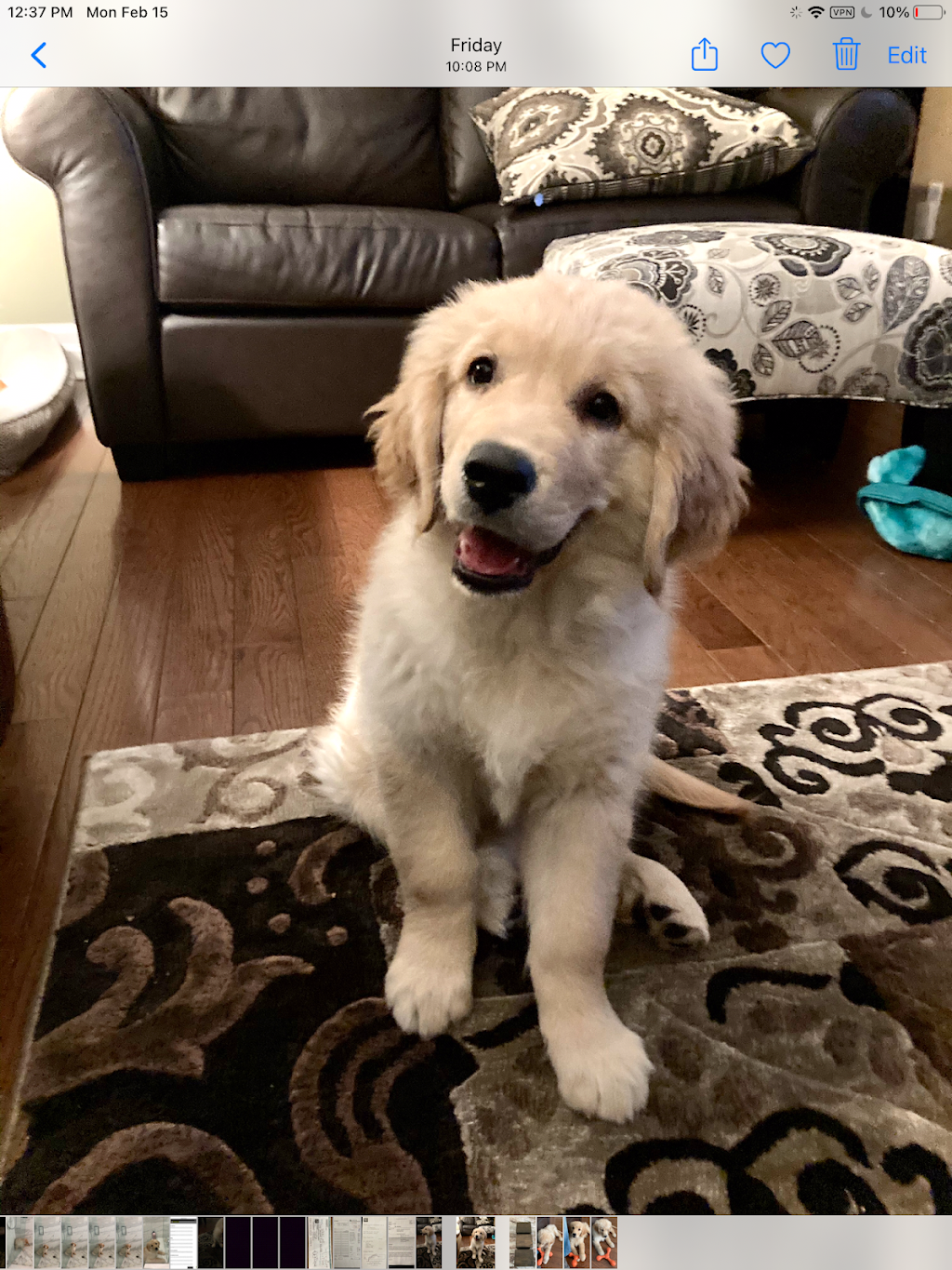 Blue Heron Golden Retrievers | 1311 Upper Scotch Line, Perth, ON K7H 3C9, Canada | Phone: (613) 264-0203