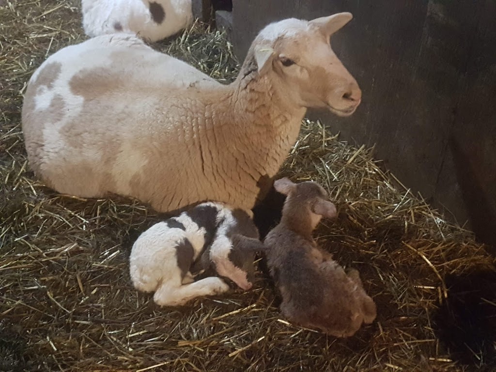 Belding Hill Farms | 404 Ravine Rd, Norton, NB E5N 7S9, Canada | Phone: (506) 832-3752