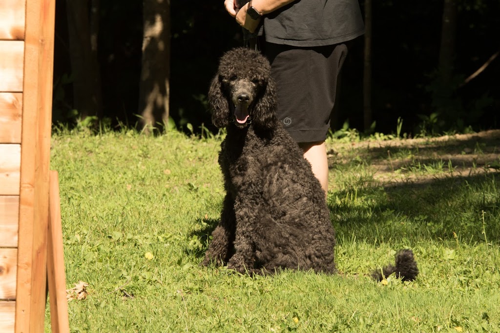 TnT K-9 Concepts | 471 Chem. Saint-Antoine, Val-des-Monts, QC J8N 7H8, Canada | Phone: (819) 671-6464