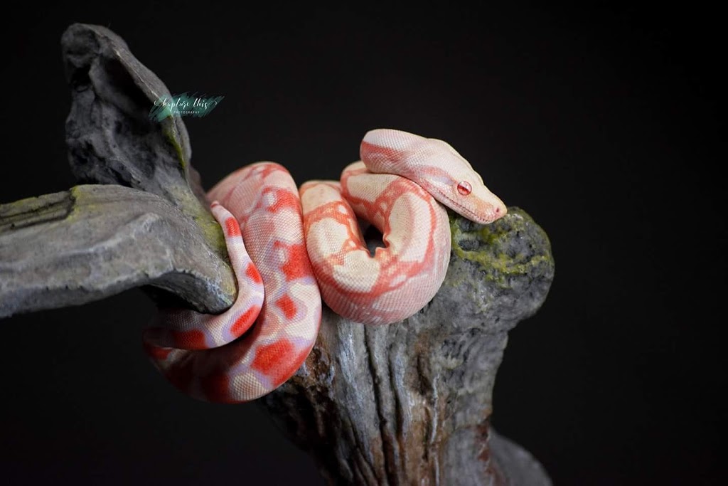Reptile Kingdom | 1874 hwy 20 E, Fonthill, ON L0S 1E6, Canada | Phone: (905) 892-7100