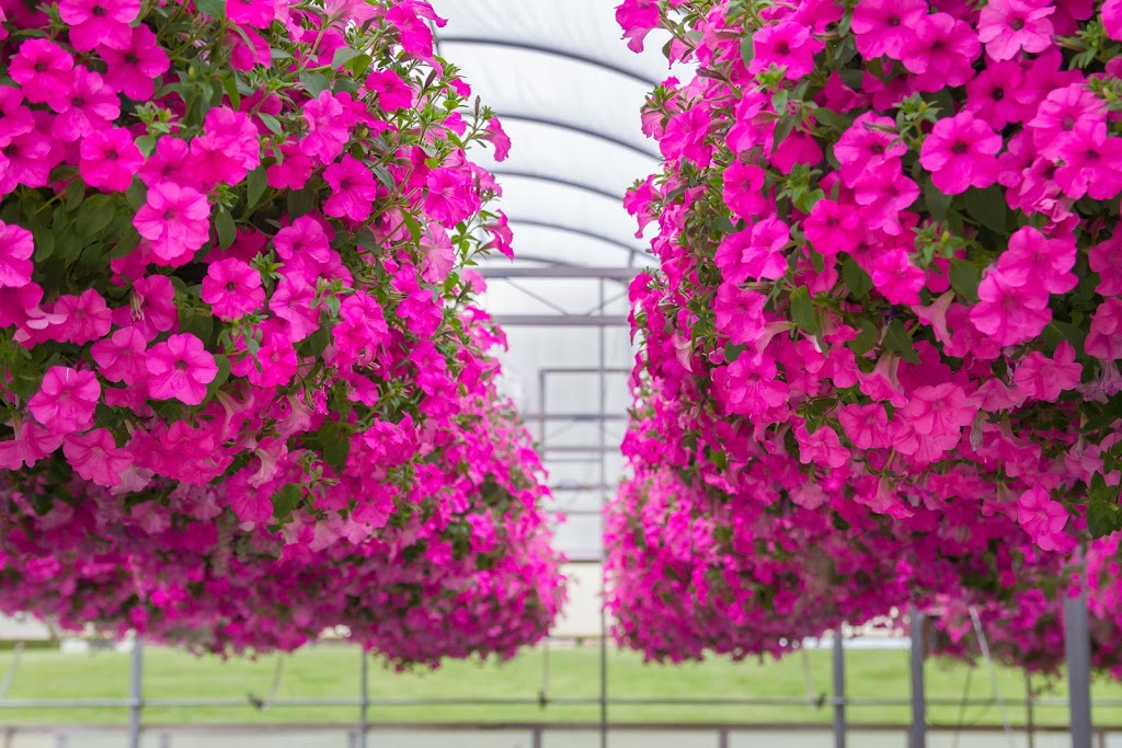 Thuss Greenhouses & Garden Centre | 9185 Townsend Line, Arkona, ON N0M 1B0, Canada | Phone: (519) 828-3338