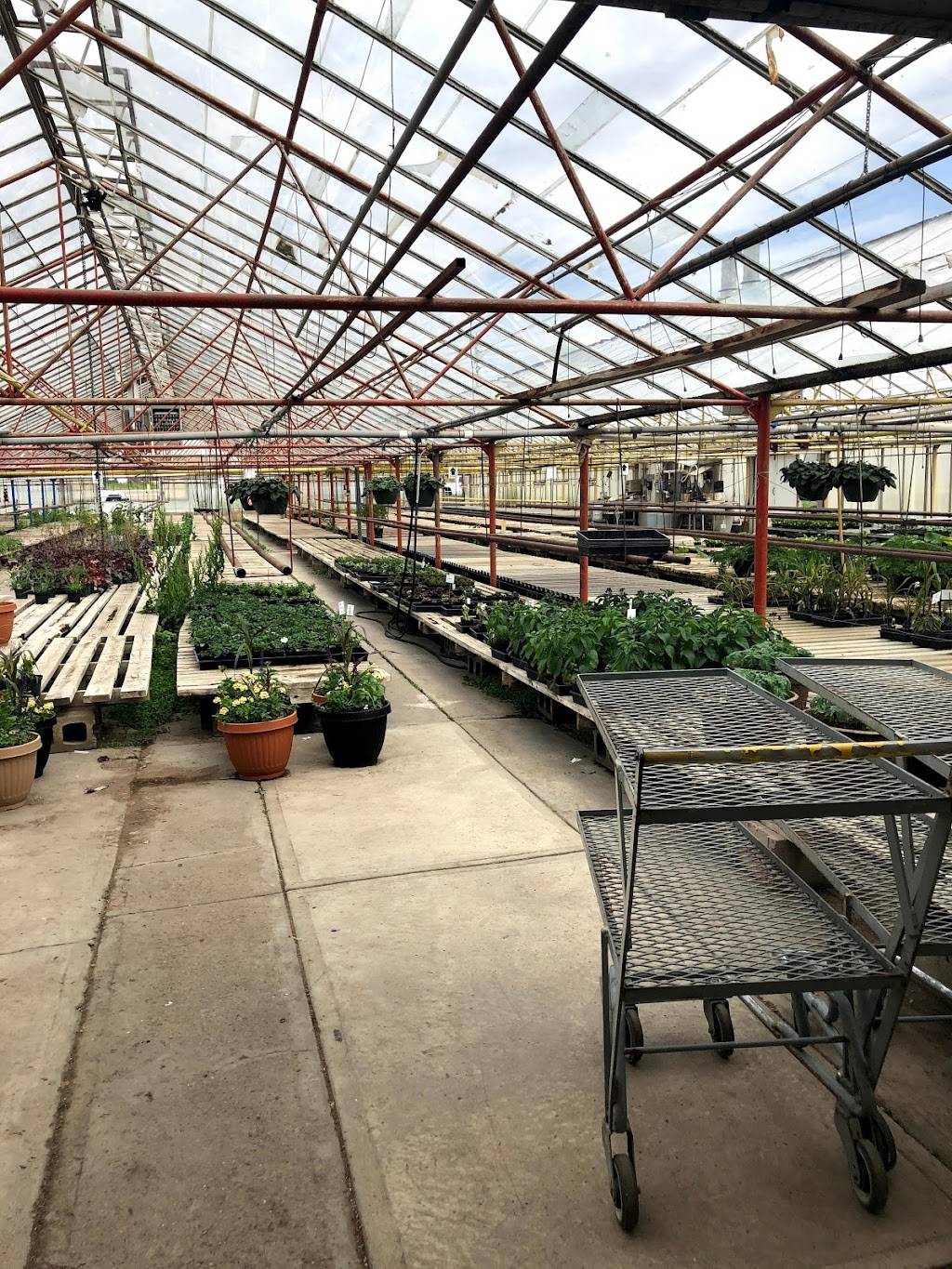 Dan’s Greenhouses | 102 43 St S, Lethbridge, AB T1J 4P7, Canada | Phone: (403) 327-3271