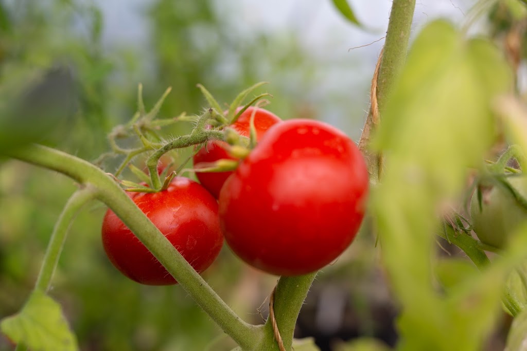 Seeds of Creation | 8744 ON-60, Eganville, ON K0J 1T0, Canada | Phone: (613) 628-5313