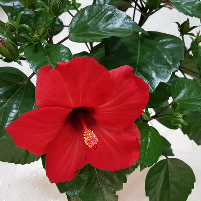InteriorPlants.ca | 3092 Mavis Rd, Mississauga, ON L5C 1T8, Canada | Phone: (416) 904-7344