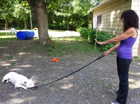 Dahan Canine Education Center | 407 Rue Dupont, Pincourt, QC J7V 5X2, Canada | Phone: (514) 779-2617