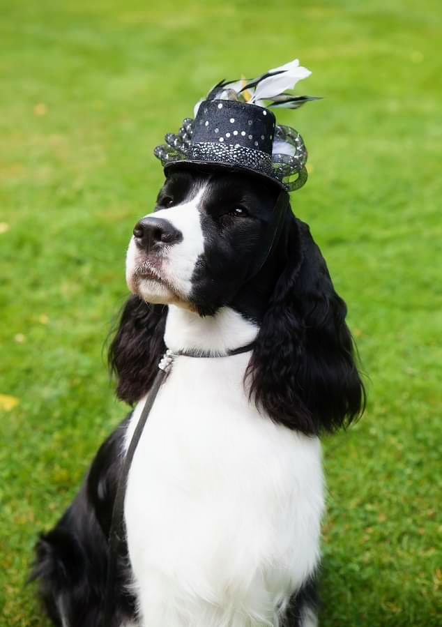 Oxford Dog Sports Incorporated | 907168 Township Rd 12, Township, Unit 7, Bright, ON N0J 1V0, Canada | Phone: (416) 669-4363