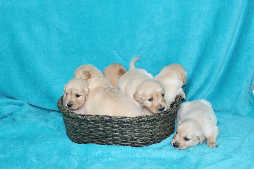 River Valley Golden Retrievers | 10 Hughes Lake Rd, Magnetawan, ON P0A 1P0, Canada | Phone: (705) 387-3232