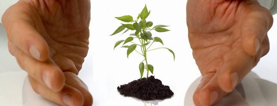 Pro Tec Arbres Inc | 63 Rue Augustin Delisle, Québec, QC G2G 2G4, Canada | Phone: (418) 580-4292