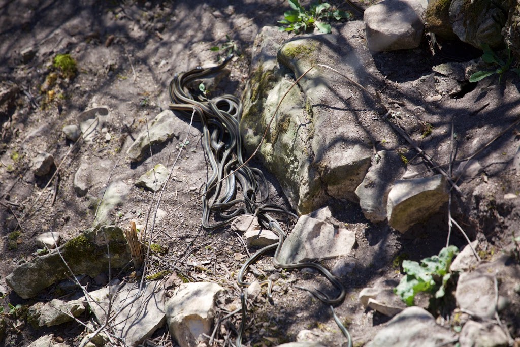 Narcisse Snake Dens | MB-17, Narcisse, MB R0C 2H0, Canada | Phone: (204) 945-3744