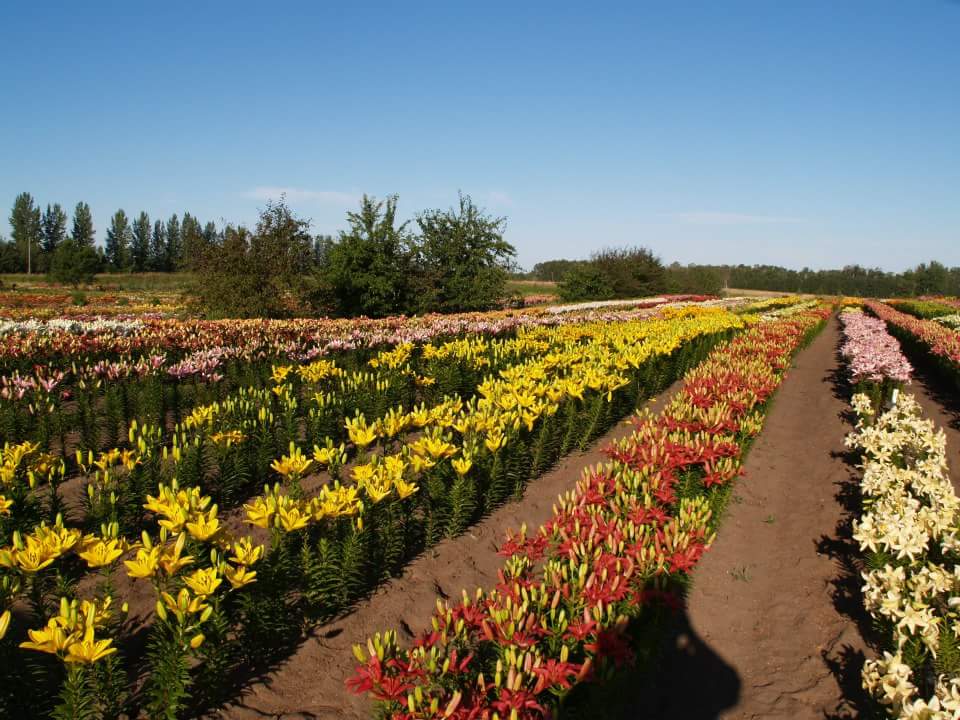 The Lily Nook | 80098 Hwy 5 South, Neepawa, MB R0J 1H0, Canada | Phone: (204) 476-3225
