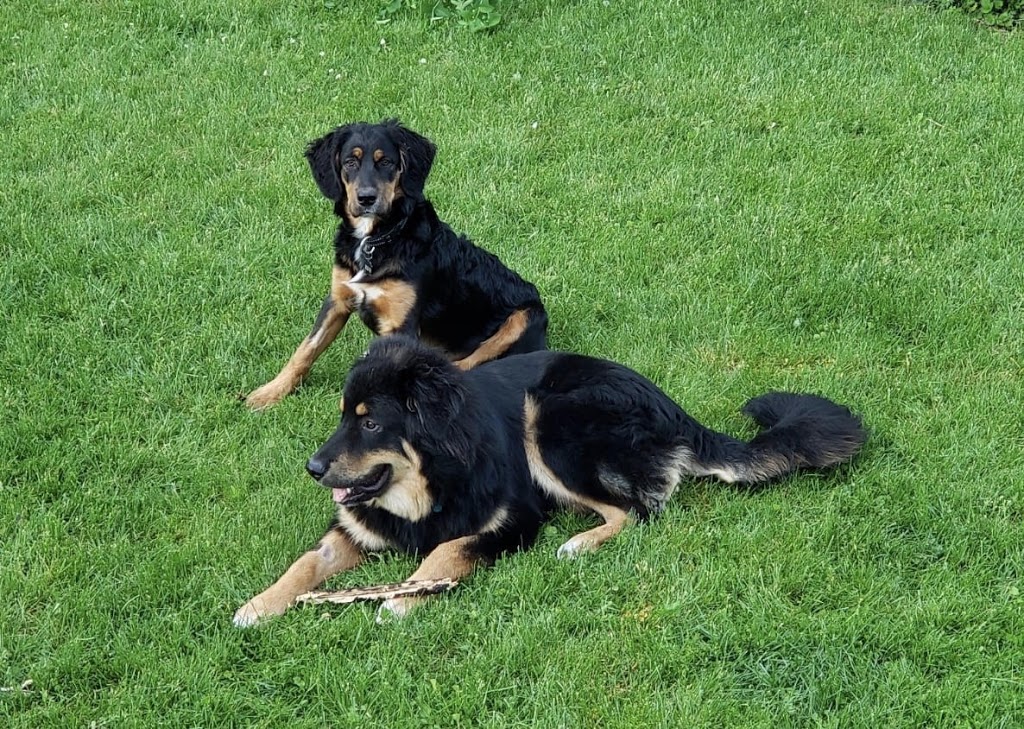 Hobo Haven Rescue | King St N, St. Jacobs, ON N0B 2N0, Canada | Phone: (519) 721-3199