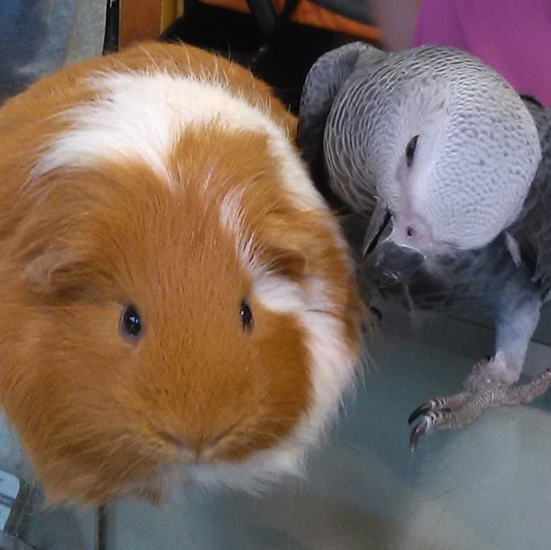 Animalerie | 1080 Rang Saint-François, Terrebonne, QC J6Y 1Z5, Canada | Phone: (450) 979-9724