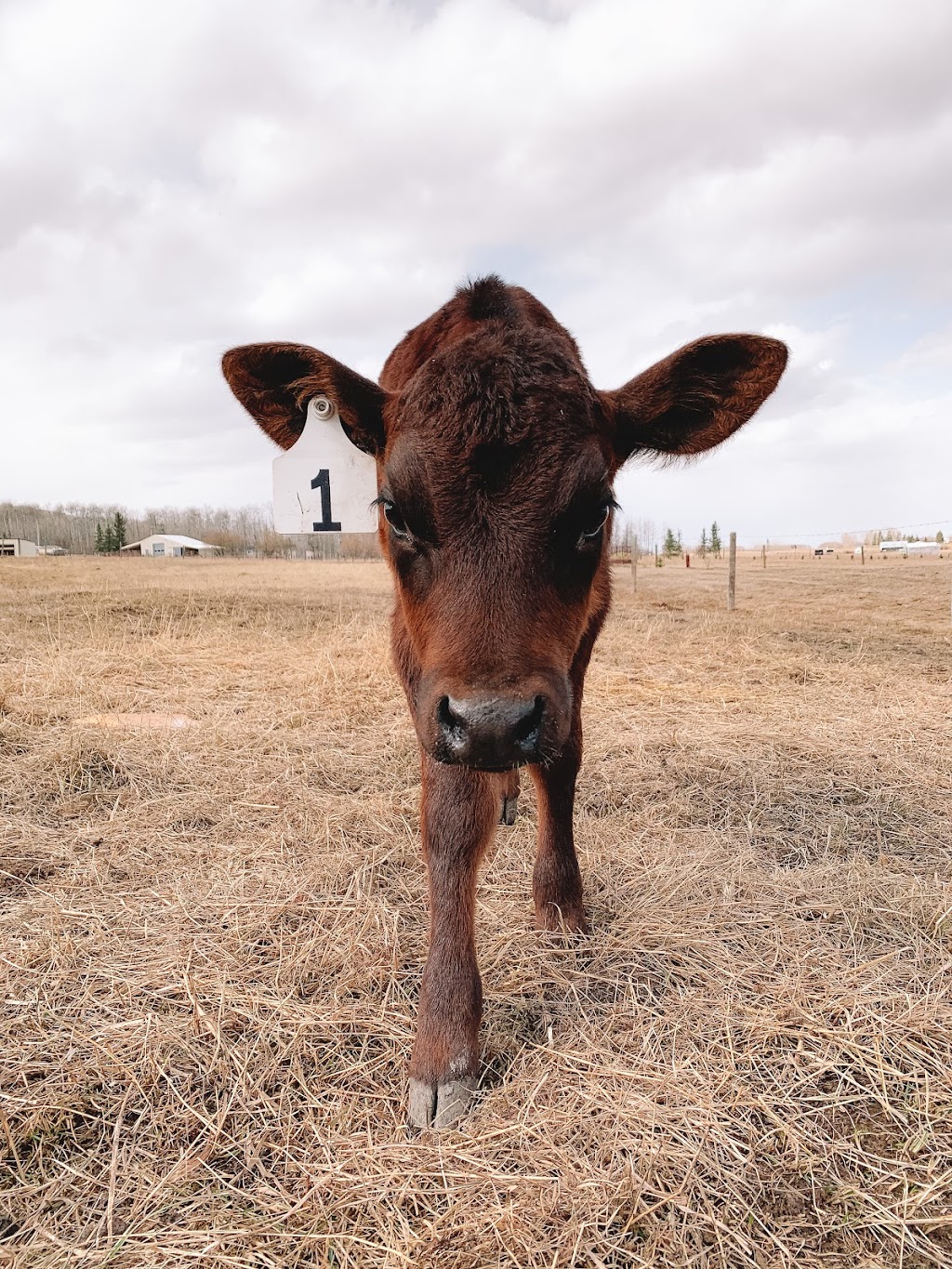 Iron Bull Ranch | 274193 209 St W, Millarville, AB T0L 1K0, Canada | Phone: (647) 618-4369