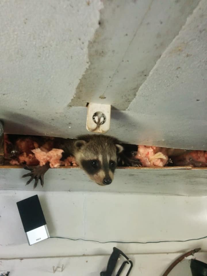 Done Right Pest and Wildlife Control | 1830 Main St W # 201, Hamilton, ON L8S 1H5, Canada | Phone: (905) 981-3663