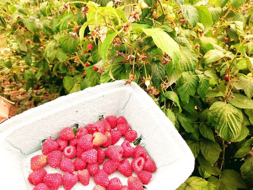 Bumbleberry Farms | 31580 Huntingdon Rd, Abbotsford, BC V2T 6B8, Canada | Phone: (604) 835-3416