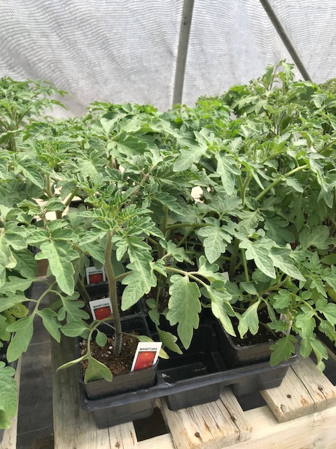 Kackenhoff Nurseries Ltd | 1317 hwy 75, Howden, MB R5A 1J9, Canada | Phone: (204) 269-1377