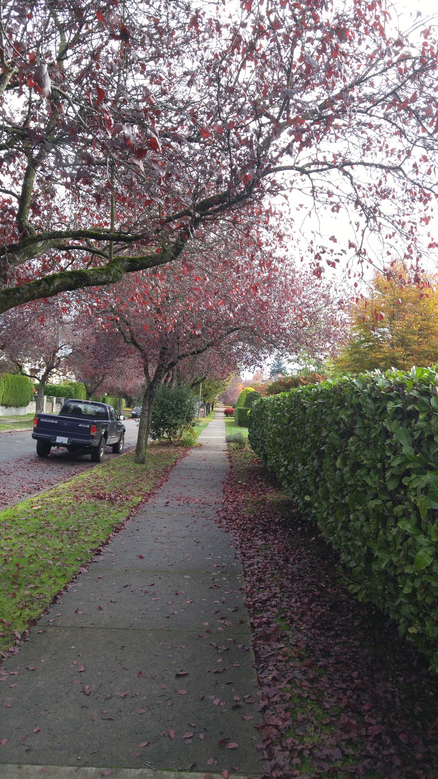 Shannon Park | 1575 W 62nd Ave, Vancouver, BC V6P 2E8, Canada | Phone: (604) 873-7000