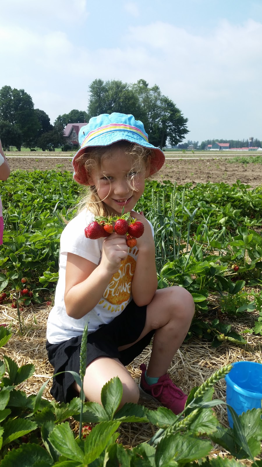 Walch Family Strawberries | 3557 Rd 119, Saint Pauls Station, ON N0K 1V0, Canada | Phone: (519) 272-1423
