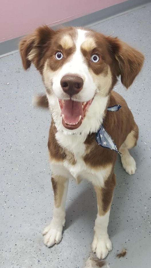 Animalerie Poochy | 437 QC-133, Saint-Sébastien, QC J0J 2C0, Canada | Phone: (450) 523-5716