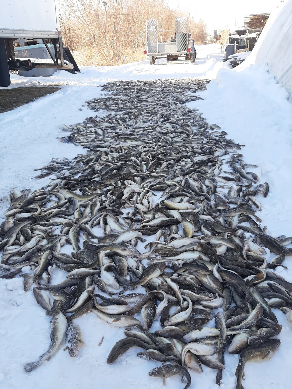 Pêcherie Sainte-Angèle-de-Laval | 16050 Boul Bécancour, Bécancour, QC G9H 2M1, Canada | Phone: (819) 222-9913