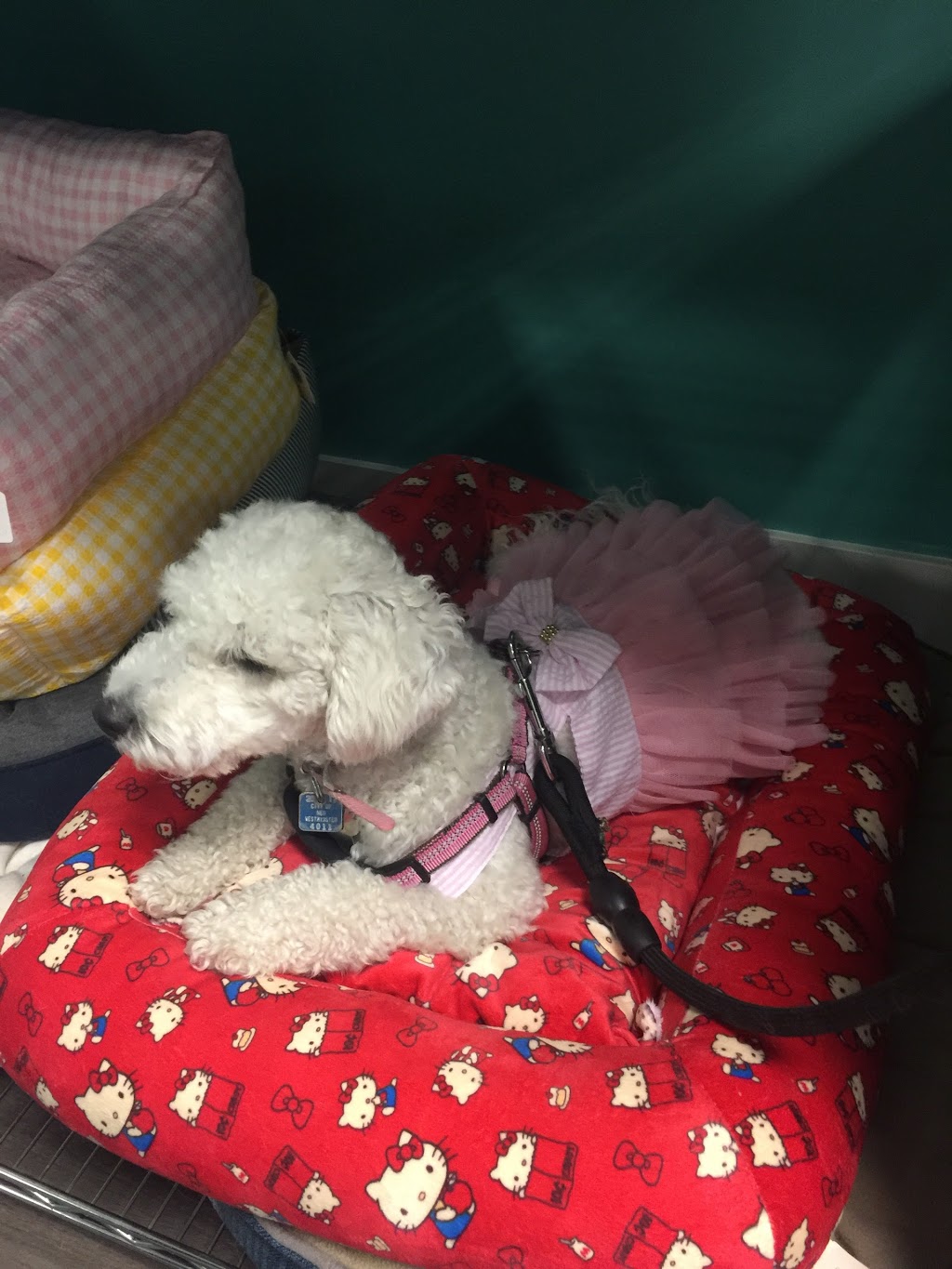 One de Fur pets spa and boutique | 4550 Hastings St, Burnaby, BC V5C 0E9, Canada | Phone: (604) 299-8200