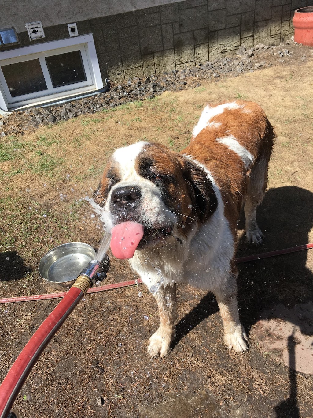 Creekside Pet Boarding & Daycare | 4115 170 St SW, Edmonton, AB T6Y 0C8, Canada | Phone: (587) 879-2879