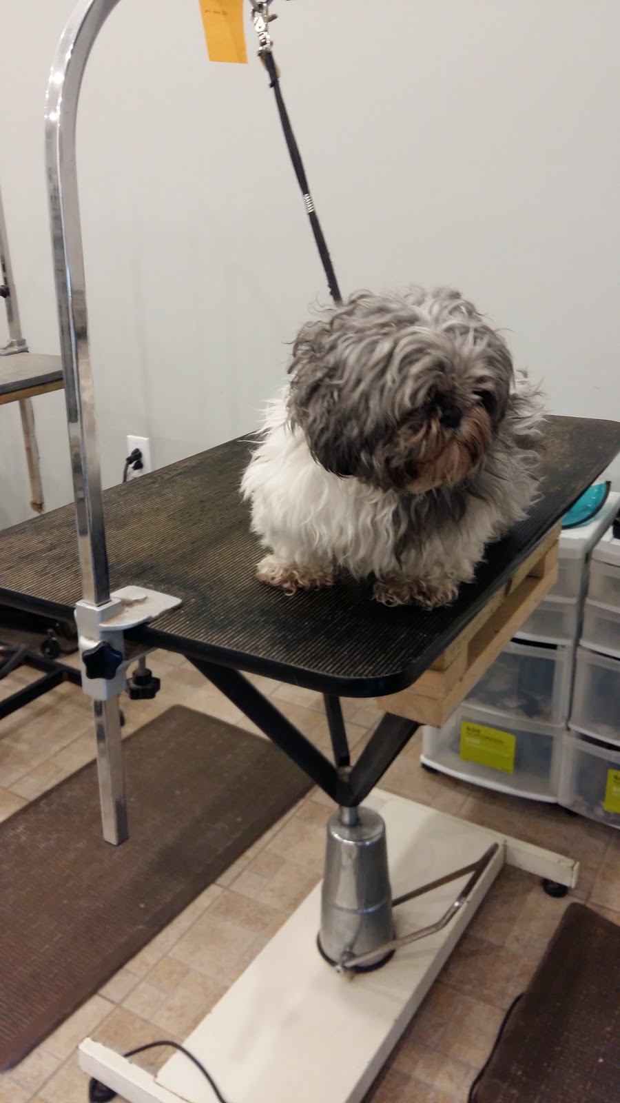 Toilettage Oasis Gros Calin | 920 Boulevard Iberville, Repentigny, QC J5Y 2P9, Canada | Phone: (450) 581-2020
