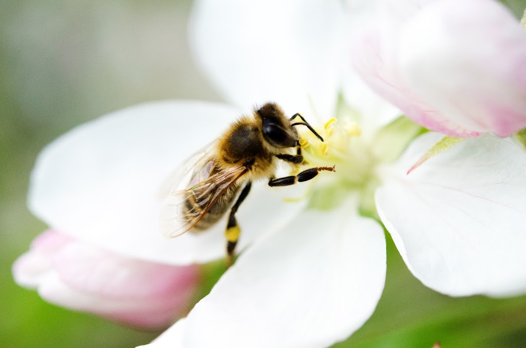 Alberta Beekeepers Commission | 11434 168 St NW #102, Edmonton, AB T5M 3T9, Canada | Phone: (780) 489-6949