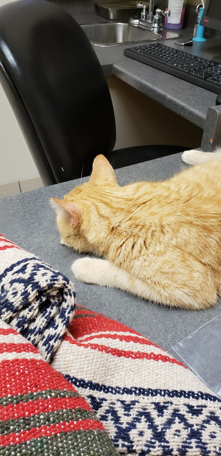 Kingsdale Animal Hospital | 2848 King St E, Kitchener, ON N2A 1A5, Canada | Phone: (519) 896-0532