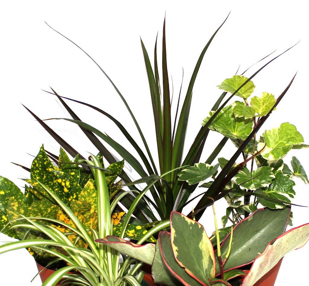 Meyers Fruit Farms Plant II | 957 Stewart Rd, Niagara-on-the-Lake, ON L0S 1J0, Canada | Phone: (905) 934-3925