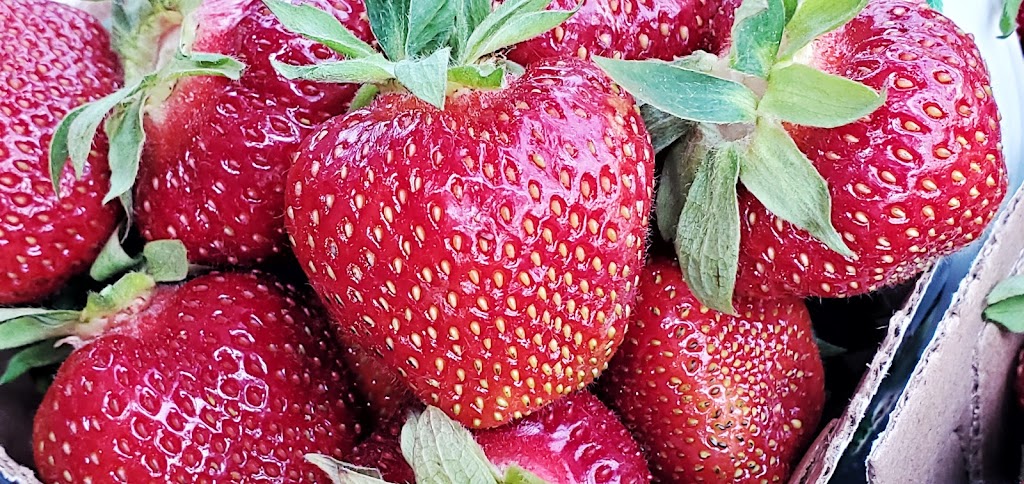 Les filles Auclair - Fraises & Framboises | 180 Rang St Henri, Lavaltrie, QC J5T 3R1, Canada | Phone: (450) 586-1463