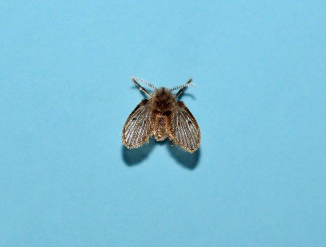 Amherst Exterminators | 85 Wrexham Ct N, Tonawanda, NY 14150, USA | Phone: (716) 898-2021