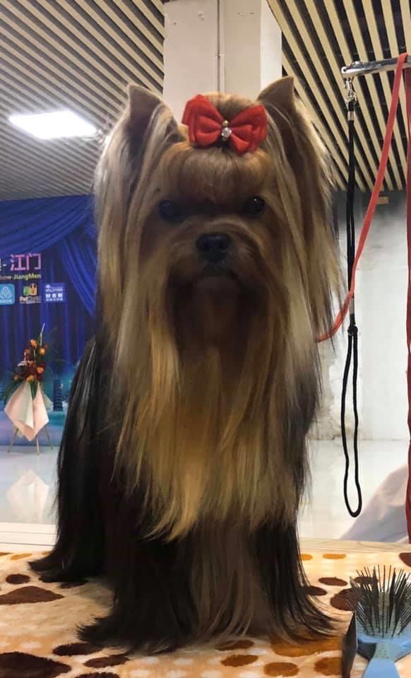 Élevage Depasquiet - Yorkshire Terrier | 357 Chem. Lavallée, Hemmingford, QC J0L 1H0, Canada | Phone: (514) 237-8300