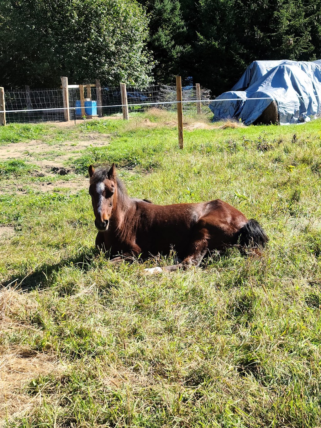 Ranch Labelle Vallée | 6 Chem. Martindale, Kazabazua, QC J0X 1X0, Canada | Phone: (819) 431-0198