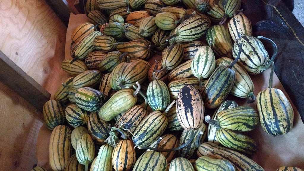 Glorious Organics Co-op | 1374 256 St, Aldergrove, BC V4W 2J4, Canada | Phone: (604) 857-1400