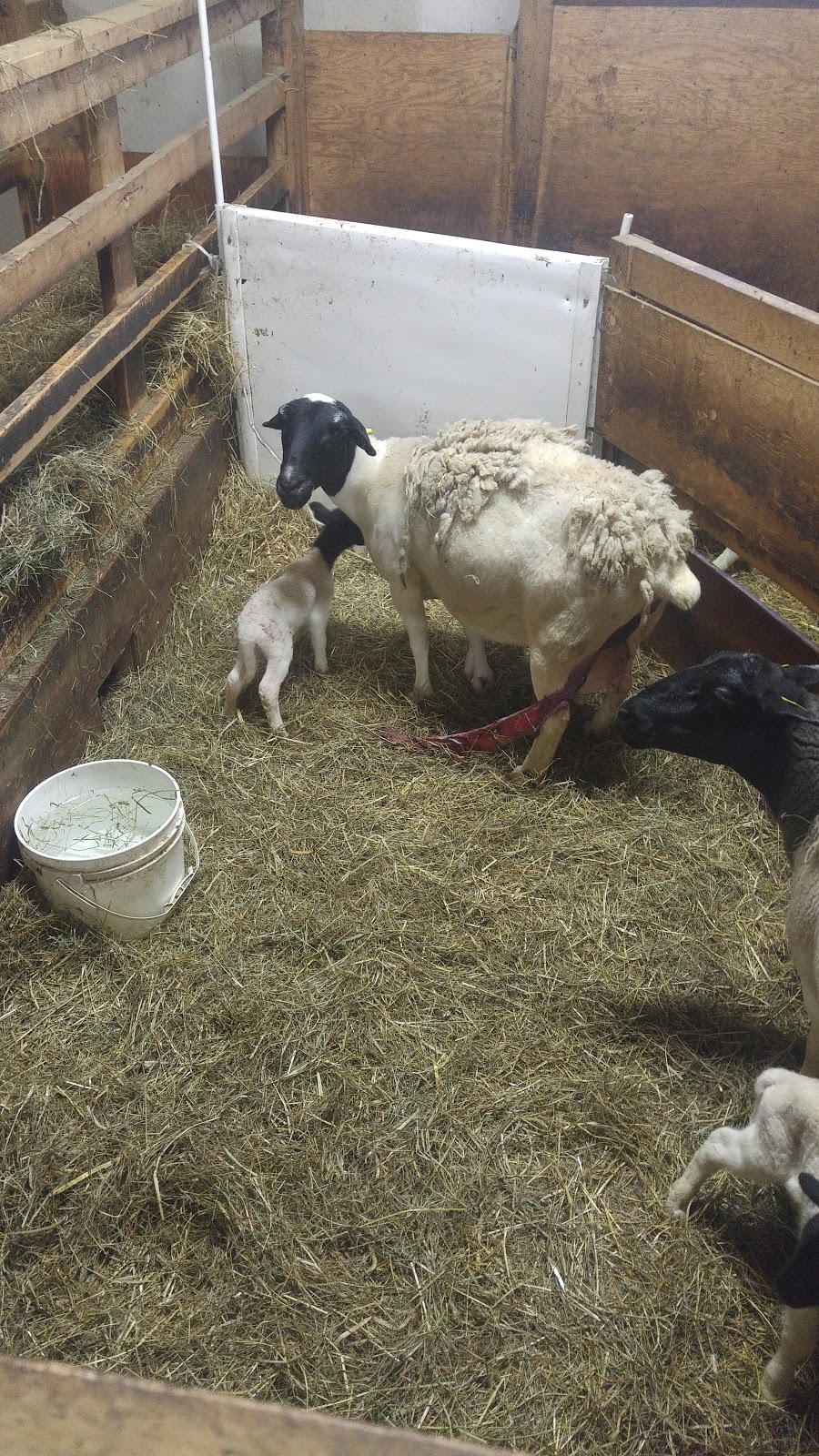 La ferme Une Faim de Loup | 701 Chemin Beauparlant, Saint-Damien, QC J0K 2E0, Canada | Phone: (450) 752-9542