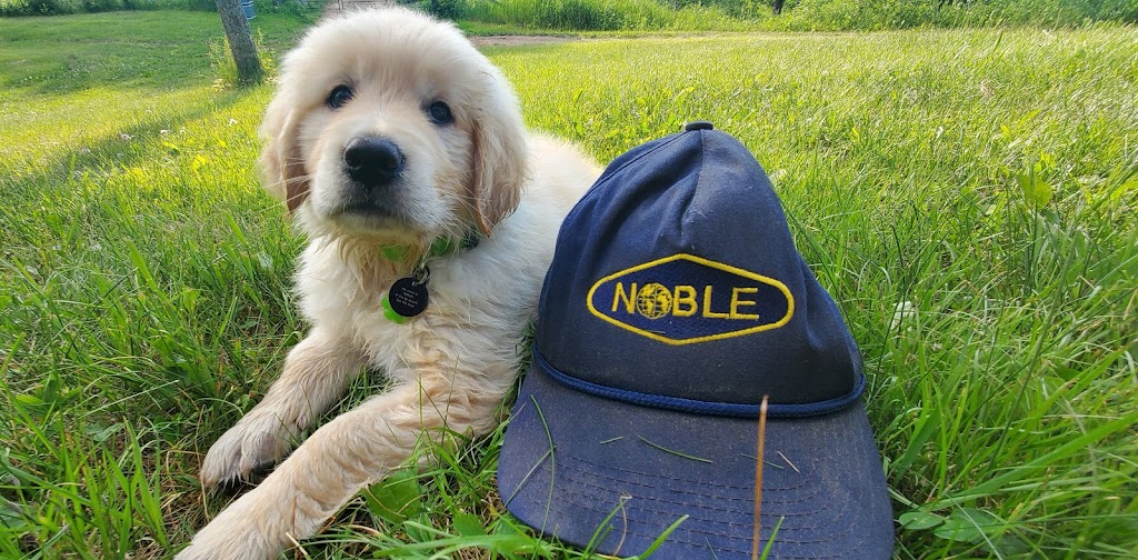 Hyjak Goldens | 2630 9/10 Sideroad, New Lowell, ON L0M 1N0, Canada | Phone: (705) 440-7876