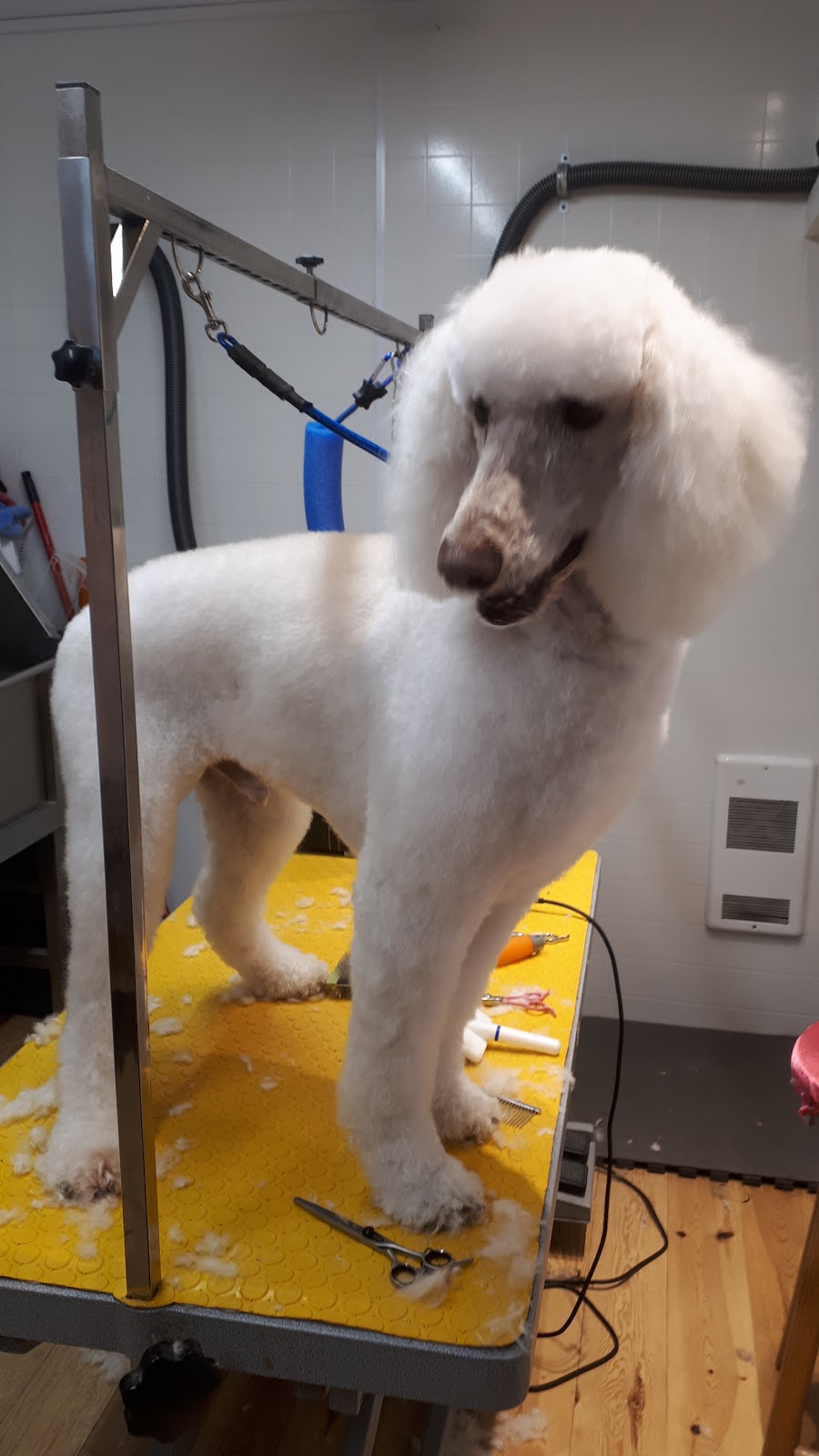Chic Chat Chien - Toilettage Boucherville | 69 Rue François-Gauthier, Boucherville, QC J4B 4N5, Canada | Phone: (438) 934-8015