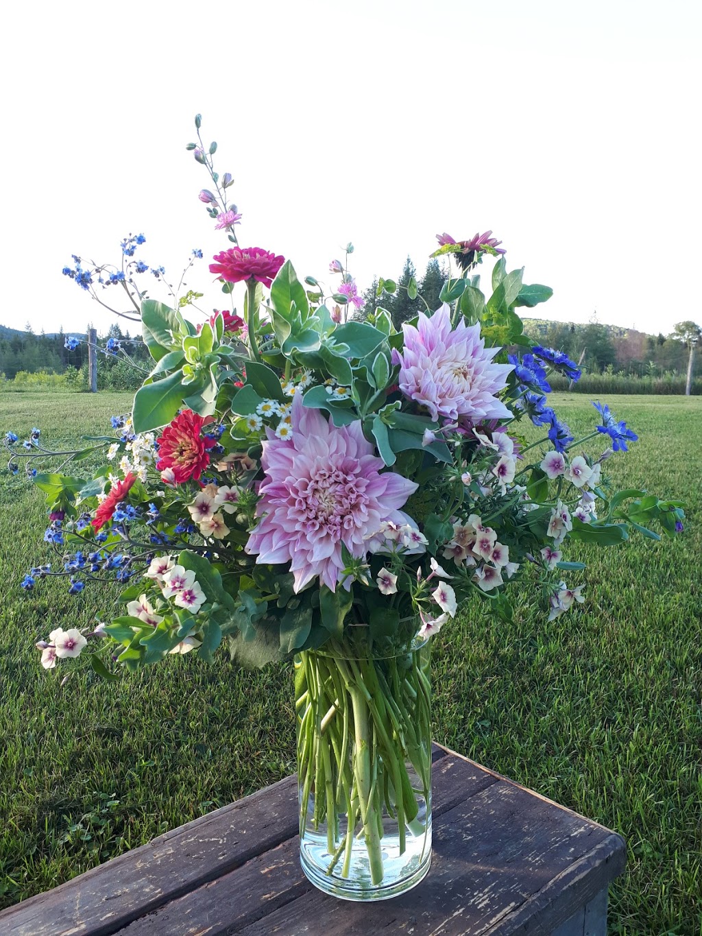 Floraison Ferme Florale | 3604 Route des Tulipes, La Conception, QC J0T 1M0, Canada | Phone: (819) 686-5252
