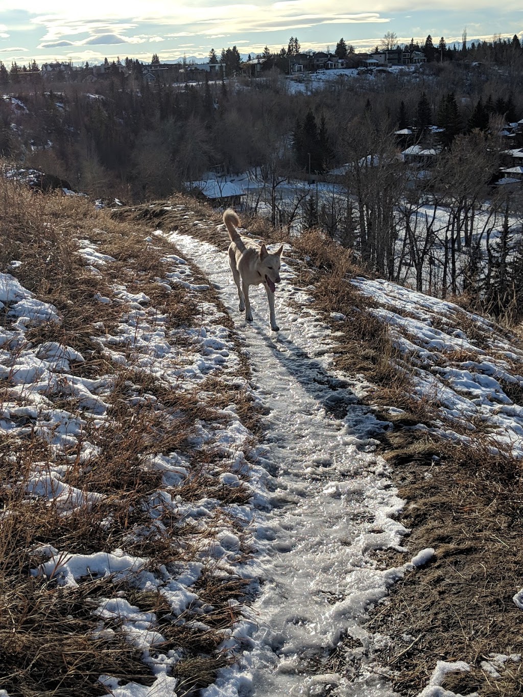 Roxboro & Erlton Offleash Dog Park | 3010 Roxboro Glen Rd SW, Calgary, AB T2S 1T9, Canada