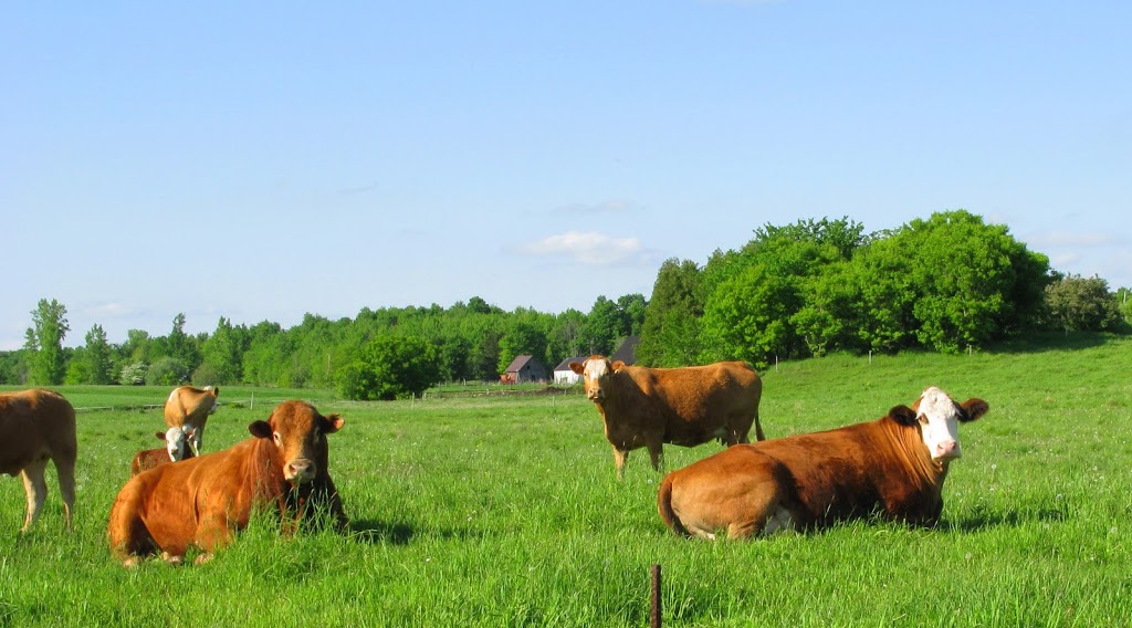 Ferme Formido et Les Jardins Delfée | 876 5e Rang N, Saint-Ignace-de-Stanbridge, QC J0J 1Y0, Canada | Phone: (450) 296-4974