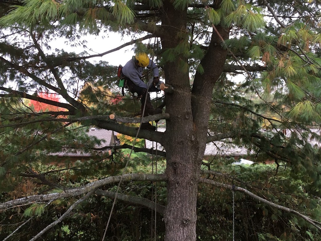 Independent Tree Care | 101 Brae Cres, Stittsville, ON K2S 1P1, Canada | Phone: (613) 720-0274
