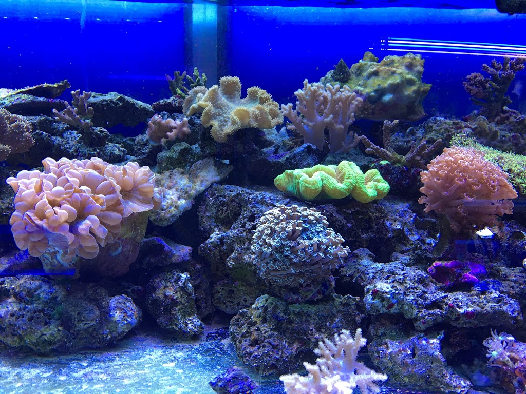 Wais Aquarium Ltd. | Bay 4, 222 16 Avenue Northeast, Calgary, AB T2E 1J8, Canada | Phone: (403) 276-3933