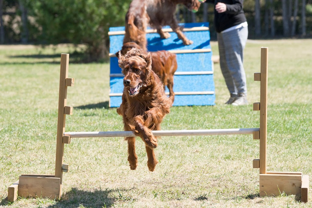 Country Canines Play Park Carp | 112 Delaney Dr, Carp, ON K0A 1L0, Canada | Phone: (613) 878-2309