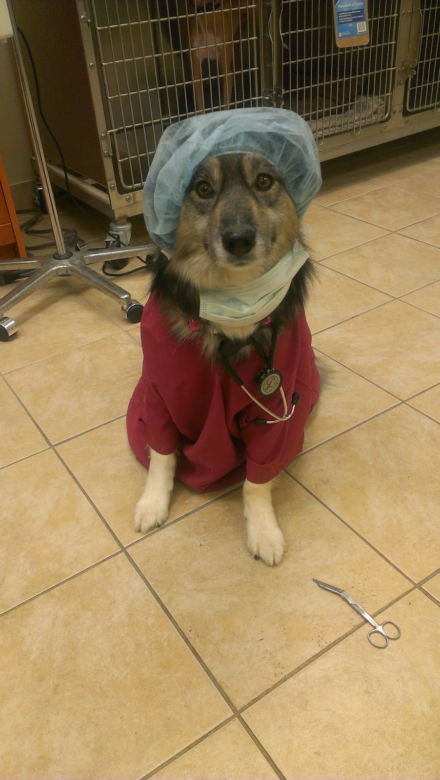 Mcleod Road Animal Clinic | 7000 McLeod Rd, Niagara Falls, ON L2G 7K3, Canada | Phone: (905) 371-8200