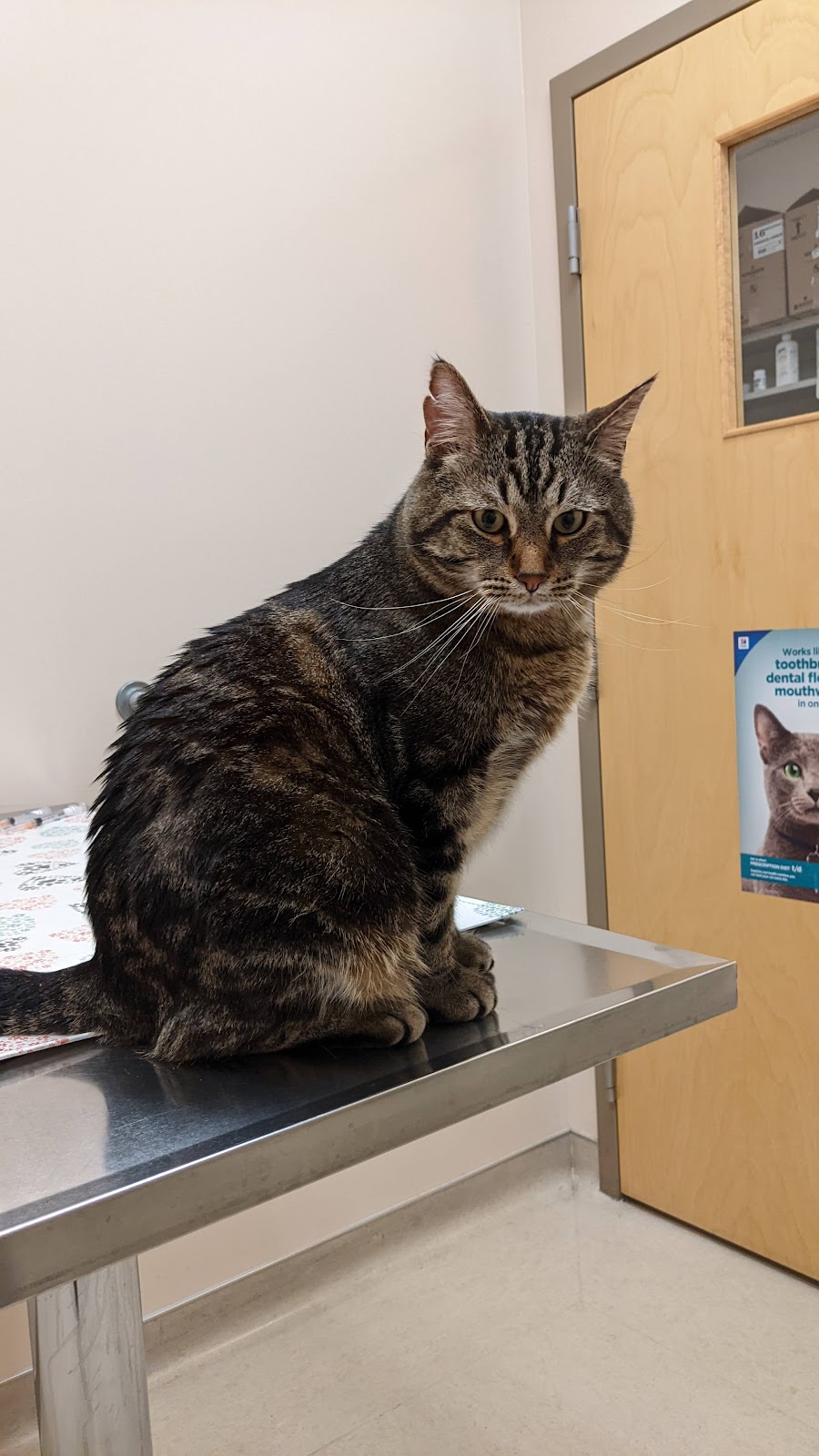 Chinook Pet Clinic | 487 41 St S, Lethbridge, AB T1J 5C8, Canada | Phone: (403) 327-2344