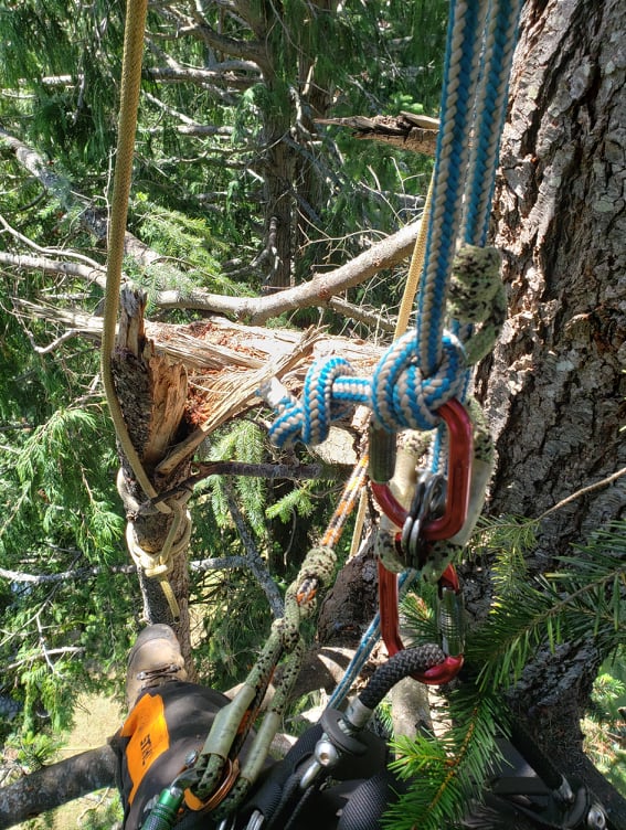 Clark Tree Care | 7032 Raven Bay Rd, Van Anda, BC V0N 3K0, Canada | Phone: (250) 650-2820