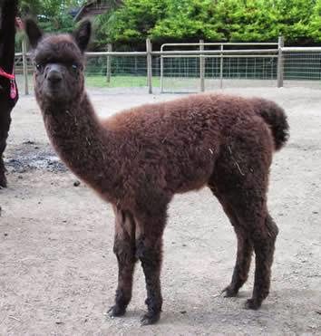 Alpaca Farm BC | 3450 Kingburne Dr, Cobble Hill, BC V0R 1L0, Canada | Phone: (250) 743-7177