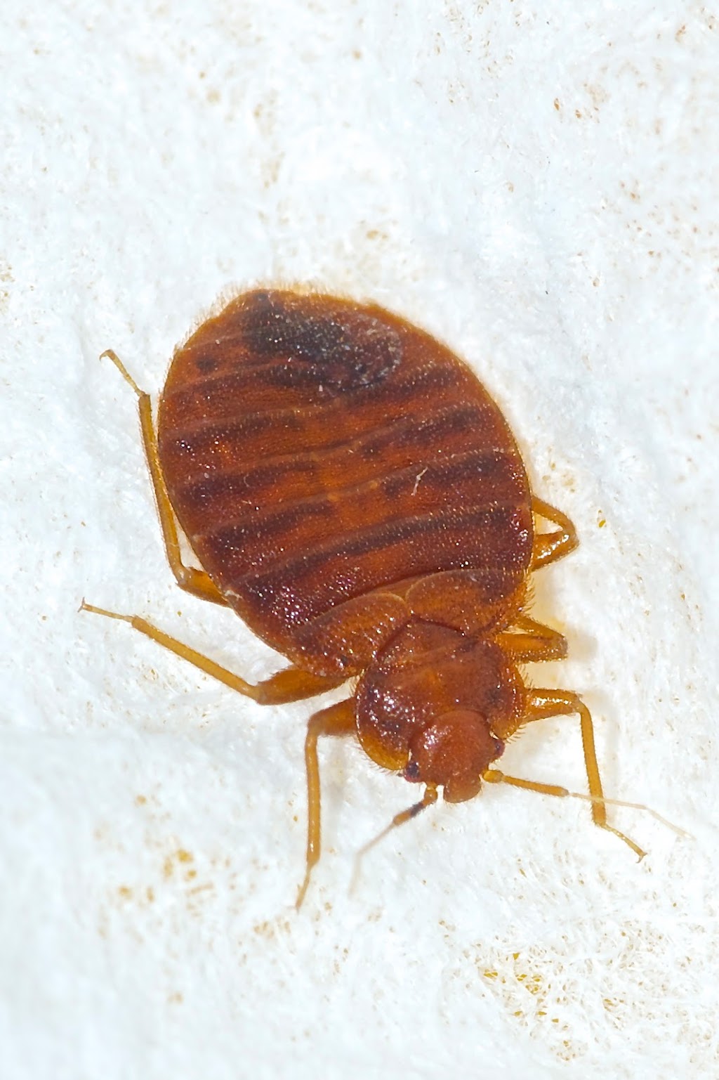 Central Extermination | 6540 Av. Papineau #104, Montréal, QC H2G 2X2, Canada | Phone: (514) 722-2425